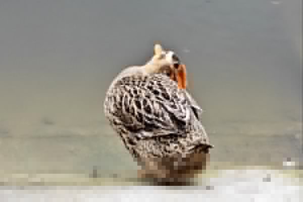 感冒能不能吃火鴨-易網健康<a href=http://www.jsjjzhkt.cn/jkys/ target=_blank class=infotextkey>養生</a>網 感冒能不能吃火鴨