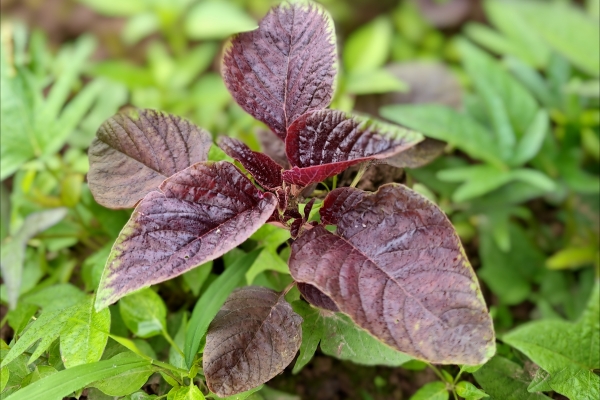 馬莧菜的功效與作用、禁忌和食用方法