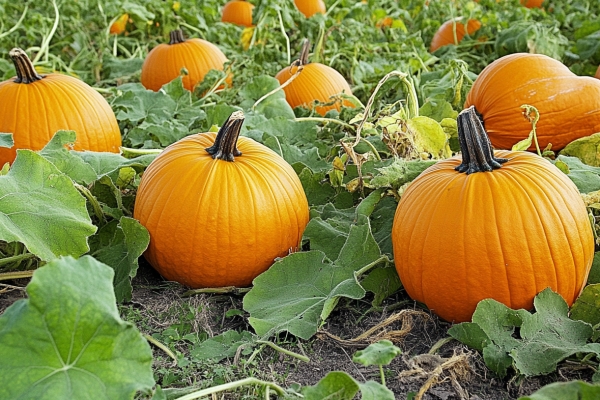 南瓜藤的功效與作用、禁忌和食用方法-易網<a href=http://www.jsjjzhkt.cn/ target=_blank class=infotextkey>健康養生</a>網 南瓜藤的功效與作用、禁忌和食用方法