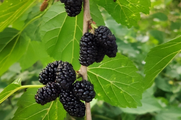 桑葚泡水喝的功效與作用、禁忌和食用方法-易網(wǎng)健康養(yǎng)生網(wǎng) 桑葚泡水喝的功效與作用、禁忌和食用方法