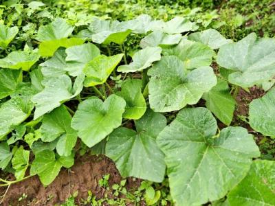 南瓜藤的功效與作用、禁忌和食用方法