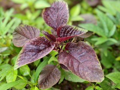 莧菜的功效與作用、禁忌和食用方法