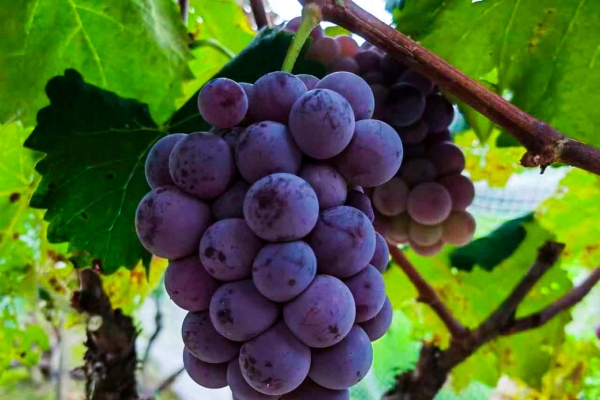 葡萄籽的功效與作用、禁忌和食用方法