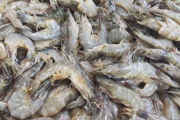 肝硬化能不能吃蠣蝦