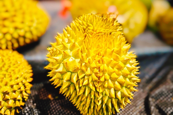 女性尿酸高能吃榴蓮嗎-易網<a href=http://www.jsjjzhkt.cn/ target=_blank class=infotextkey>健康養生</a>網 女性尿酸高能吃榴蓮嗎