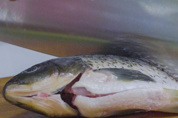 銀屑病能不能吃劍骨魚(yú)-易網(wǎng)<a href=http://www.jsjjzhkt.cn/ target=_blank class=infotextkey>健康養(yǎng)生</a>網(wǎng) 銀屑病能不能吃劍骨魚(yú)