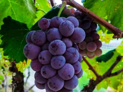 葡萄籽的功效與作用、禁忌和食用方法