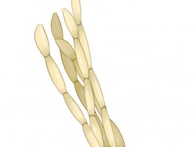 白茅根的功效與作用、禁忌和食用方法