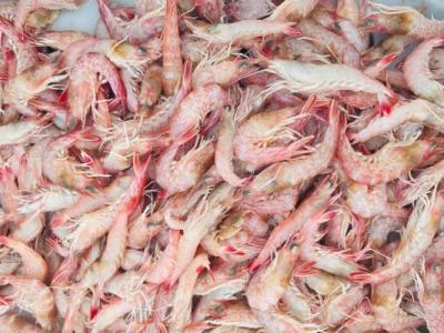 肝硬化能不能吃蠣蝦