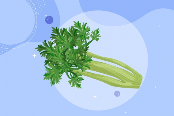 芹菜的功效與作用、禁忌和食用方法-易網(wǎng)健康<a href=http://www.jsjjzhkt.cn/jkys/ target=_blank class=infotextkey>養(yǎng)生</a>網(wǎng) 芹菜的功效與作用、禁忌和食用方法