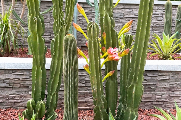 仙人掌的功效與作用、禁忌和食用方法-易網(wǎng)<a href=http://www.jsjjzhkt.cn/ target=_blank class=infotextkey>健康養(yǎng)生</a>網(wǎng) 仙人掌的功效與作用、禁忌和食用方法