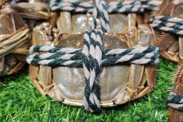 大閘蟹可以和羊肉一起吃嗎-易網健康<a href=http://www.jsjjzhkt.cn/jkys/ target=_blank class=infotextkey>養生</a>網 大閘蟹可以和羊肉一起吃嗎