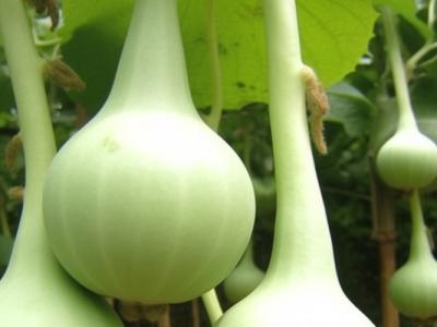 葫蘆的功效與作用、禁忌和食用方法