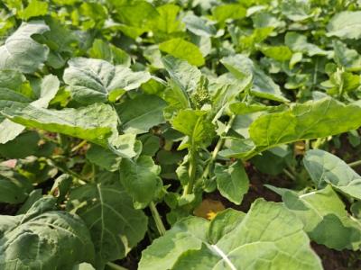 油菜的功效與作用、禁忌和食用方法