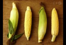 名老中醫1味藥補腎有奇效