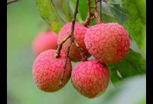 男人壯陽補腎吃什么食物比較好