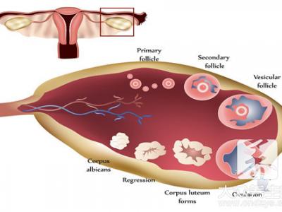 同房完能做卵泡檢測嗎