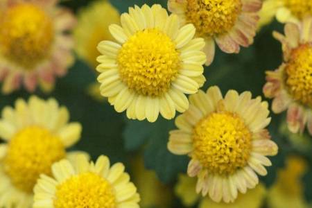 痔瘡的癥狀及治療方法,女性如何判斷自己得了痔瘡?-易網健康<a href=http://www.jsjjzhkt.cn/jkys/ target=_blank class=infotextkey>養生</a>網 痔瘡的癥狀及治療方法,女性如何判斷自己得了痔瘡?