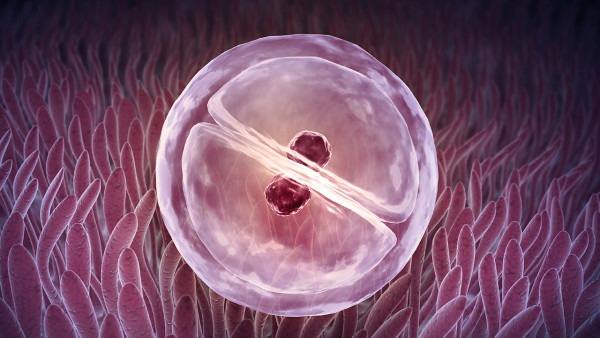 女性卵泡發育不良怎么辦 應對卵泡異常的4個方法