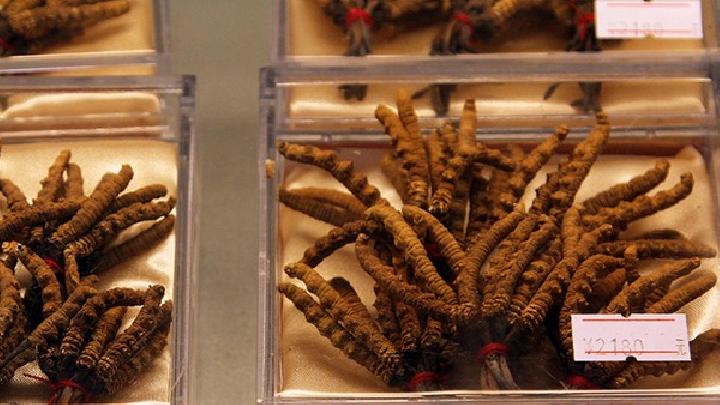 男性吃冬蟲夏草可以壯陽嗎 冬蟲夏草該怎么吃壯陽效果最佳-易網<a href=http://www.jsjjzhkt.cn/ target=_blank class=infotextkey>健康養生</a>網 男性吃冬蟲夏草可以壯陽嗎 冬蟲夏草該怎么吃壯陽效果最佳