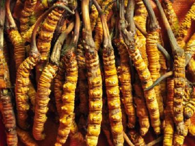 男性吃冬蟲(chóng)夏草可以壯陽(yáng)嗎 冬蟲(chóng)夏草該怎么吃壯陽(yáng)效果最佳