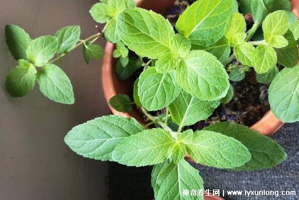 薄荷為什么是姨媽殺手,雖能緩解痛經但害處也是日積月累-易網健康<a href=http://www.jsjjzhkt.cn/jkys/ target=_blank class=infotextkey>養生</a>網 薄荷為什么是姨媽殺手,雖能緩解痛經但害處也是日積月累