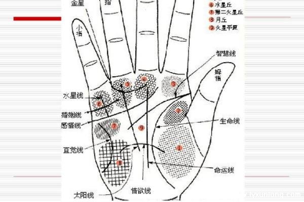 掌紋圖解女右手詳解圖片,事業(yè)線到中指根部會有所成就-易網(wǎng)健康<a href=http://www.jsjjzhkt.cn/jkys/ target=_blank class=infotextkey>養(yǎng)生</a>網(wǎng) 掌紋圖解女右手詳解圖片,事業(yè)線到中指根部會有所成就