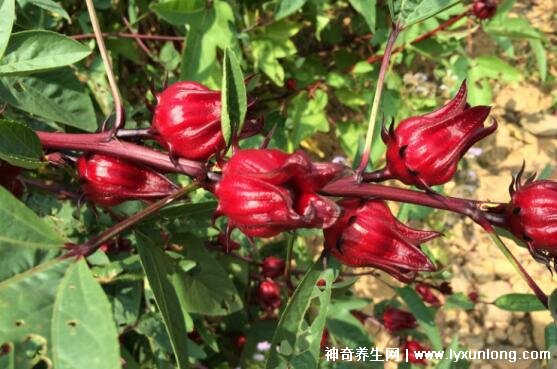 洛神花對男人性功能有幫助嗎?怎么發現和判斷洛神花真有那么好-易網<a href=http://www.jsjjzhkt.cn/ target=_blank class=infotextkey>健康養生</a>網 洛神花對男人性功能有幫助嗎?怎么發現和判斷洛神花真有那么好