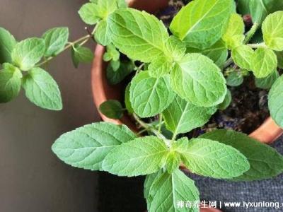 薄荷為什么是姨媽殺手，雖能緩解痛經(jīng)但害處也是日積月累