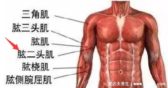 一頭肌是在什么部位圖片，肱二頭肌的下半部分(醫學上并不存在)