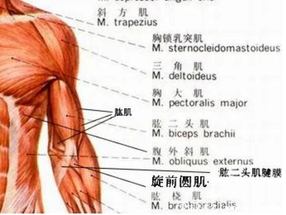 一頭肌是在什么部位圖片，肱二頭肌的下半部分(醫學上并不存在)