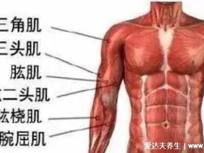 一頭肌是在什么部位圖片，肱二頭肌的下半部分(醫學上并不存在)