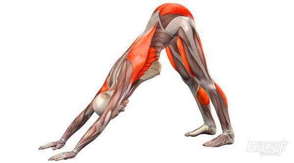 每天一式學瑜伽：下犬式！有效改善頭痛與失眠