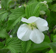 針灸減肥適合哪些人