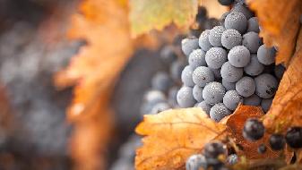 生理周期瘦身法，無需節(jié)食