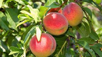 瘦身速成法，5種飲食減肥妙招