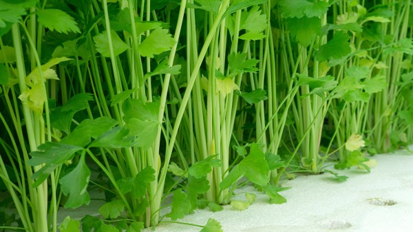 減肥期間吃什么最容易瘦?減肥餐食譜大全-易網健康<a href=http://www.jsjjzhkt.cn/jkys/ target=_blank class=infotextkey>養生</a>網 減肥期間吃什么最容易瘦?減肥餐食譜大全