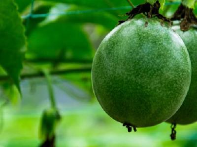 用醋泡腳可減肥嗎？盤點用醋泡腳的好處