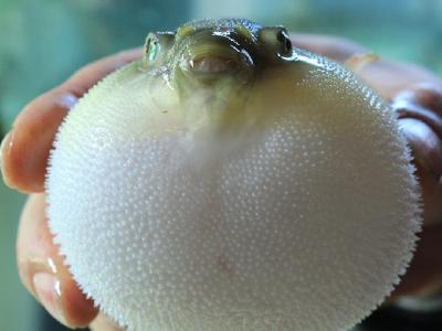 黃瓜粥能減肥嗎？分享黃瓜粥的做法