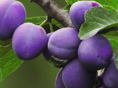 蘋果醋減肥有用嗎？蘋果醋適合哪些人群？