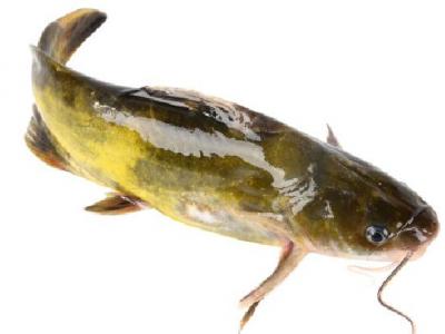 中醫減肥的效果好嗎?3種中醫減肥好方法推薦