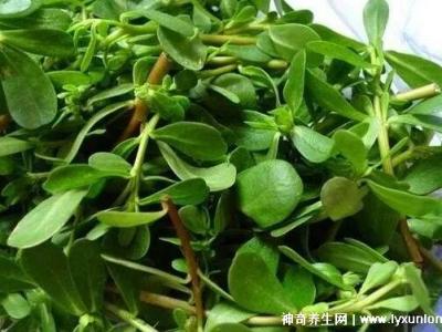 馬齒莧怎樣用祛斑效果好，內服外用(2-3周淡化雀斑)