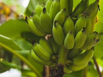 健康減肥養生食譜推薦 肉食品變盟友