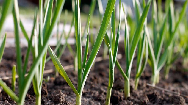 生吃洋蔥可以減肥嗎？洋蔥有哪些功效？