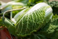 警惕!誤食這些食物當心讓你中毒