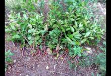 摘野菜煮面3人住進ICU 這6種野菜要慎吃