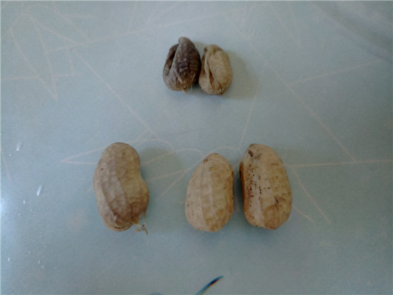 鹽水花生的做法-家常味煮菜譜-易網<a href=http://www.jsjjzhkt.cn/ target=_blank class=infotextkey>健康養生</a>網 鹽水花生的做法-家常味煮菜譜