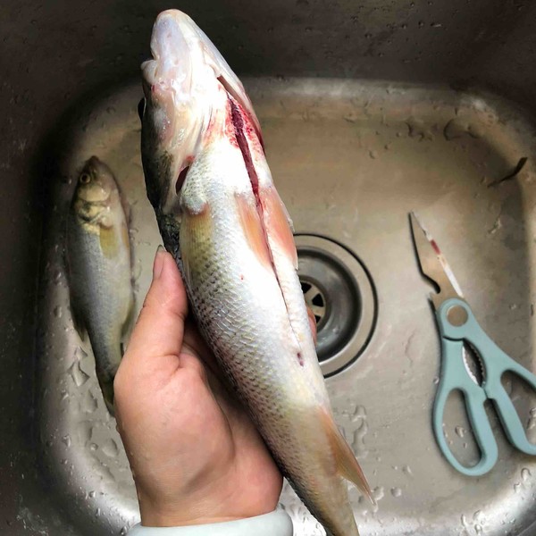 豉油蒸鱸魚的做法-醬香味蒸菜譜-易網<a href=http://www.jsjjzhkt.cn/ target=_blank class=infotextkey>健康養生</a>網 豉油蒸鱸魚的做法-醬香味蒸菜譜