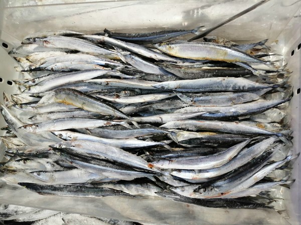 XO醬秋刀魚的做法-咸鮮味燒菜譜