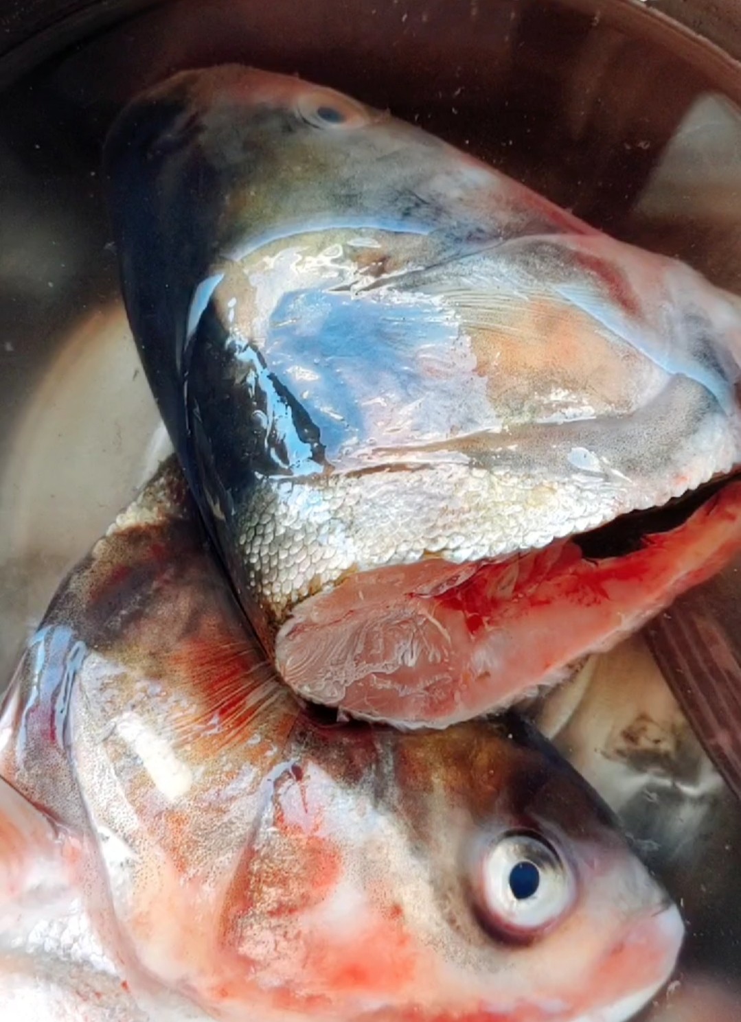 魚頭泡餅的做法-家常味燉菜譜-易網(wǎng)<a href=http://www.jsjjzhkt.cn/ target=_blank class=infotextkey>健康養(yǎng)生</a>網(wǎng) 魚頭泡餅的做法-家常味燉菜譜